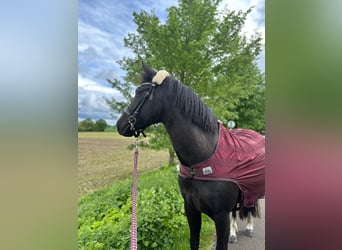 German Riding Pony, Mare, 5 years, 14,2 hh, Black