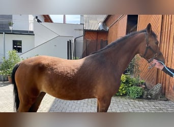 German Riding Pony, Mare, 5 years, 14.2 hh, Brown