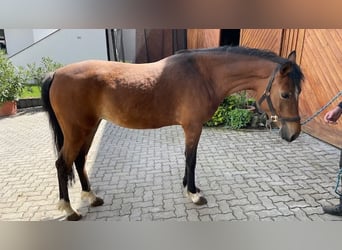 German Riding Pony, Mare, 5 years, 14.2 hh, Brown