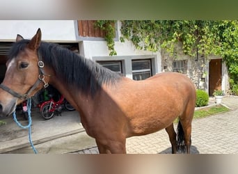 German Riding Pony, Mare, 5 years, 14.2 hh, Brown