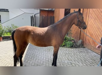 German Riding Pony, Mare, 5 years, 14.2 hh, Brown