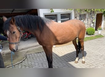 German Riding Pony, Mare, 5 years, 14.2 hh, Brown