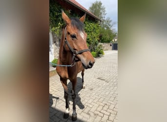 German Riding Pony, Mare, 5 years, 14.2 hh, Brown