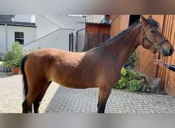 German Riding Pony, Mare, 5 years, 14.2 hh, Brown