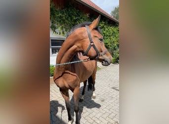 German Riding Pony, Mare, 5 years, 14.2 hh, Brown