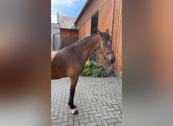 German Riding Pony, Mare, 5 years, 14.2 hh, Brown