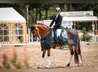 German Riding Pony, Mare, 5 years, 14.2 hh, Brown