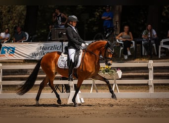 German Riding Pony, Mare, 5 years, 14.2 hh, Brown