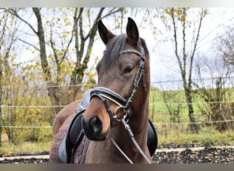 German Riding Pony, Mare, 5 years, 14.2 hh, Brown