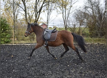 German Riding Pony, Mare, 5 years, 14.2 hh, Brown