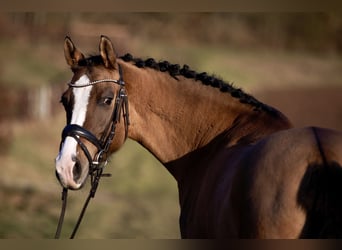 German Riding Pony, Mare, 5 years, 14.2 hh, Brown