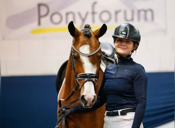 German Riding Pony, Mare, 5 years, 14.2 hh, Brown