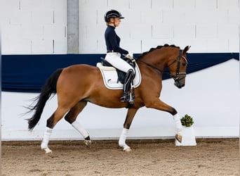 German Riding Pony, Mare, 5 years, 14.2 hh, Brown