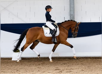 German Riding Pony, Mare, 5 years, 14.2 hh, Brown