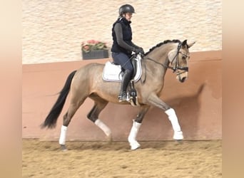 German Riding Pony, Mare, 5 years, 14.2 hh, Buckskin