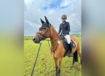 German Riding Pony, Mare, 5 years, 14,2 hh, Champagne