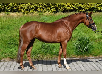 German Riding Pony, Mare, 5 years, 14.2 hh, Chestnut