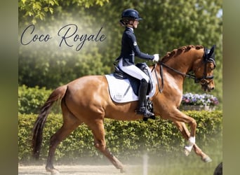 German Riding Pony, Mare, 5 years, 14.2 hh, Chestnut-Red