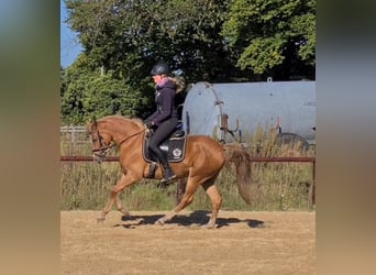German Riding Pony, Mare, 5 years, 14.2 hh, Chestnut-Red