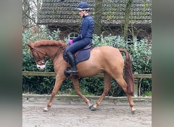 German Riding Pony, Mare, 5 years, 14.2 hh, Chestnut-Red