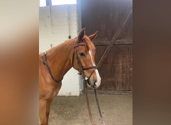 German Riding Pony, Mare, 5 years, 14.2 hh, Chestnut-Red