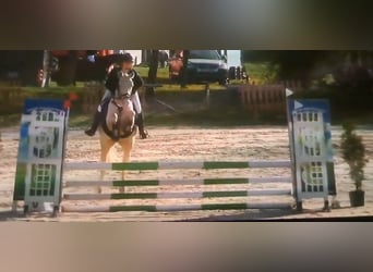 German Riding Pony, Mare, 5 years, 14.2 hh, Cremello