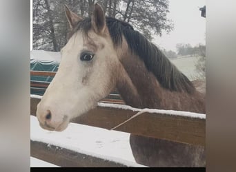 German Riding Pony, Mare, 5 years, 14.2 hh, Gray