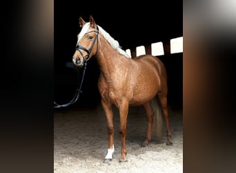 German Riding Pony, Mare, 5 years, 14.2 hh, Palomino