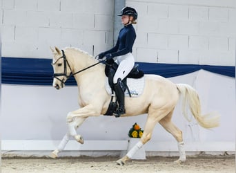 German Riding Pony, Mare, 5 years, 14.2 hh, Palomino