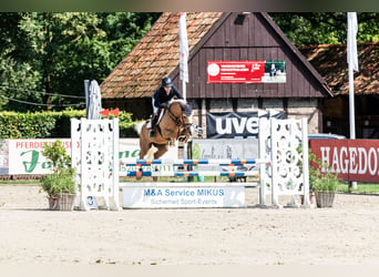 German Riding Pony, Mare, 5 years, 14,2 hh, Palomino