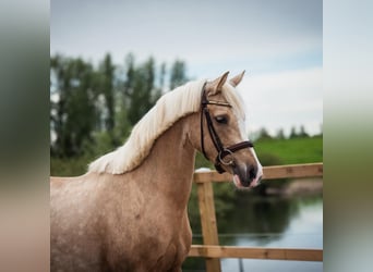 German Riding Pony, Mare, 5 years, 14.2 hh, Palomino