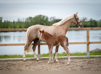 German Riding Pony, Mare, 5 years, 14.2 hh, Palomino