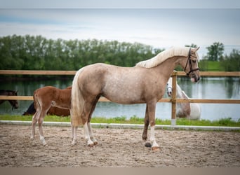 German Riding Pony, Mare, 5 years, 14.2 hh, Palomino