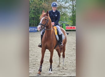 German Riding Pony, Mare, 5 years, 14,2 hh