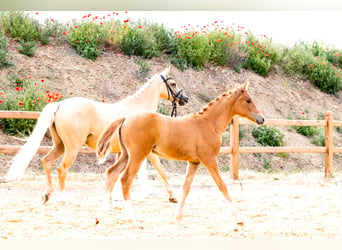 German Riding Pony, Mare, 5 years, 14.3 hh, Palomino