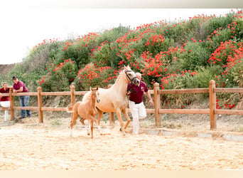 German Riding Pony, Mare, 5 years, 14.3 hh, Palomino