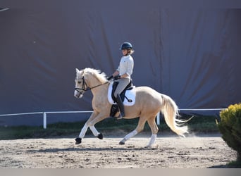 German Riding Pony, Mare, 5 years, 14.3 hh, Palomino