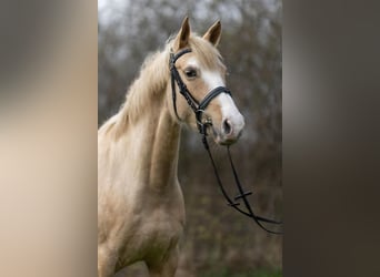 German Riding Pony Mix, Mare, 5 years, 14.3 hh, Palomino