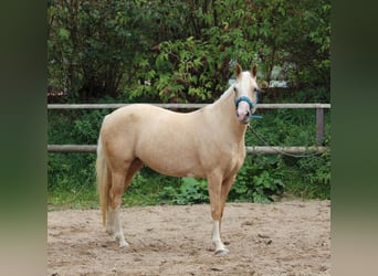 German Riding Pony Mix, Mare, 5 years, 14,3 hh, Palomino