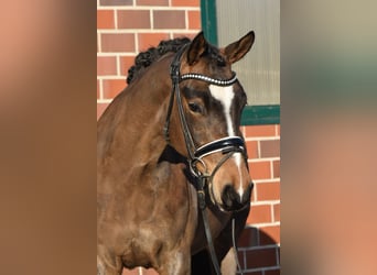 German Riding Pony, Mare, 5 years, 14 hh, Bay-Dark