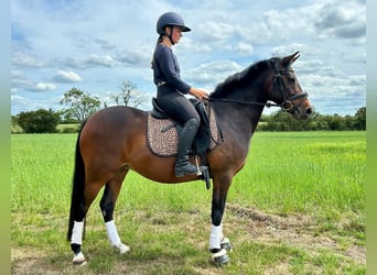 German Riding Pony Mix, Mare, 5 years, 14 hh, Bay-Dark