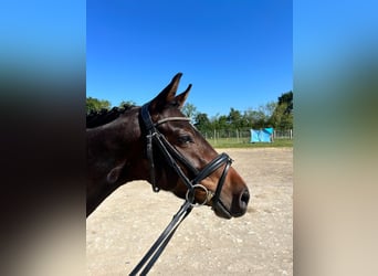 German Riding Pony Mix, Mare, 5 years, 14 hh, Bay-Dark