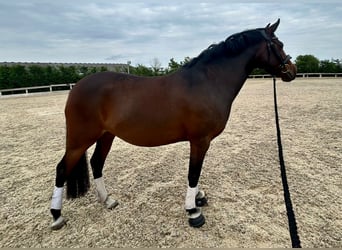 German Riding Pony Mix, Mare, 5 years, 14 hh, Bay-Dark