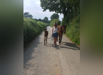 German Riding Pony Mix, Mare, 5 years, 14 hh, Bay-Dark