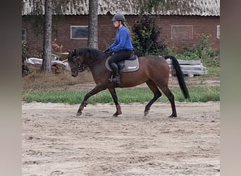 German Riding Pony, Mare, 5 years, 14 hh, Bay-Dark