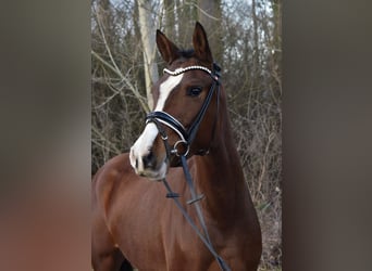 German Riding Pony, Mare, 5 years, 14 hh, Brown