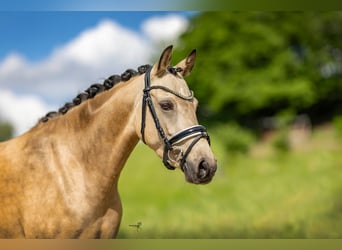 German Riding Pony, Mare, 5 years, 14 hh, Buckskin