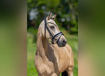 German Riding Pony, Mare, 5 years, 14 hh, Buckskin