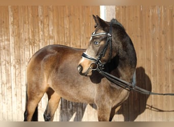 German Riding Pony, Mare, 5 years, 14 hh, Buckskin