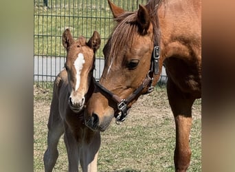 German Riding Pony, Mare, 5 years, 14 hh, Chestnut